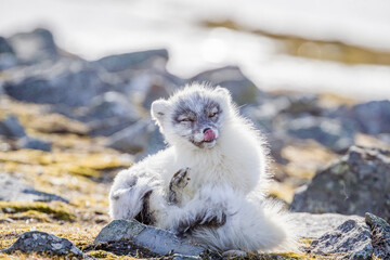 Shot on a trip to Svalbard/Spitsbergen onboard MS/Malmö in June 2019. Image of a arctic fox