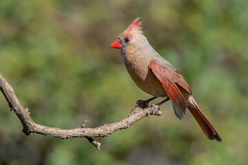Colorful female cardinal Cardinalis cardinalis perched on a branch