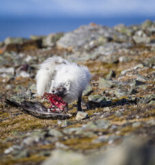 Shot on a trip to Svalbard/Spitsbergen onboard MS/Malmö in June 2019. Image of a arctic fox