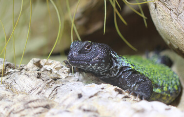 Geschmückte Dornschwanzagame - Ocellated spinytail