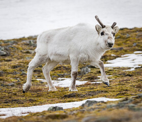 Shot on a trip to Svalbard/Spitsbergen onboard MS/Malmö in June 2019. Image of a Svalbard deer. 