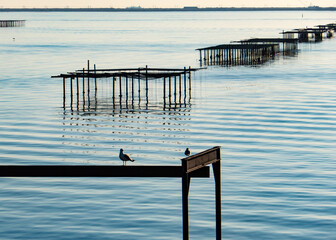 nature reserve - Etang de Thau