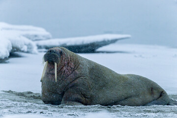 Shot on a trip to Svalbard/Spitsbergen onboard MS/Malmö in June 2019. Image of a walrus. 