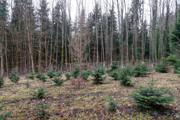 Wiederaufforstung im Nadelwald