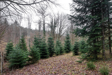 Wiederaufforstung im Nadelwald