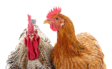 Two proud chickens close up.