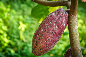 Cocoa fruit on cacao tree