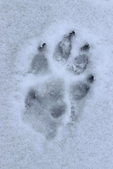 Wolf, Pfoten, Tiere, Fussabdruck, Fußspur, Schnee, Winter