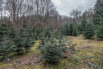 Wiederaufforstung im Nadelwald