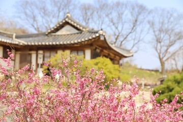 japanese garden in spring