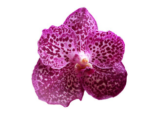 Isolated crimson phalaenopsis or orchid flowers