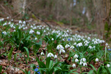 Snowdrop flowers in the woods, on the blurred background. Galanthus.