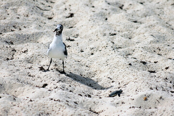 Fototapeta premium small white bird on the beach walking on the white sand of the caribbean