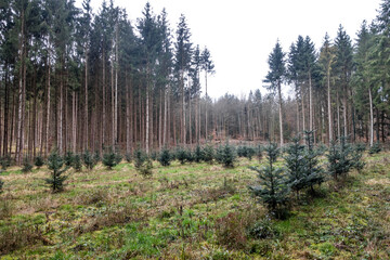 Wiederaufforstung im Nadelwald