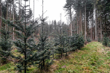 Wiederaufforstung im Nadelwald