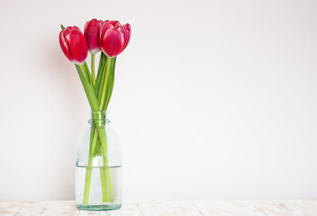 tulips in a  glass vase on a white wall background