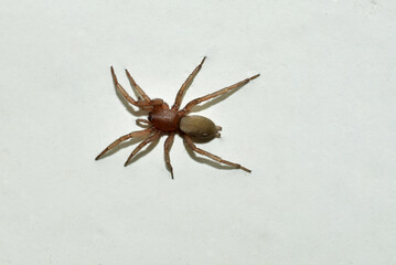 A small brown spider is not poisonous.