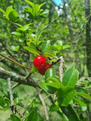 wild strawberry on a bush