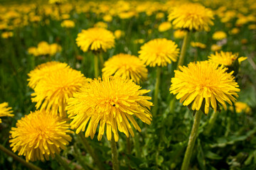 Blooming group of dandelions on meadow, Czech Republic