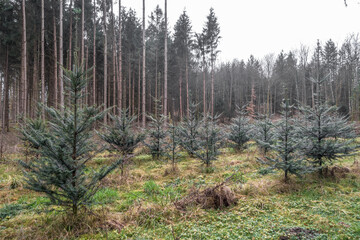 Wiederaufforstung im Nadelwald