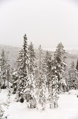 Winter wonderland landscape