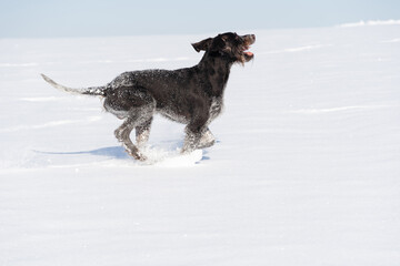 Fototapeta na wymiar The dog jumps high in the snow. Winter walk in the fields with a crazy dog. The winter season is full of snow and frosty air. German wirehaired pointer. Side view.
