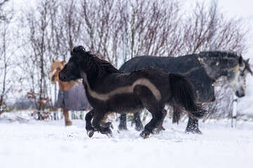 Fototapeta na wymiar Pferde haben Spaß im Schnee