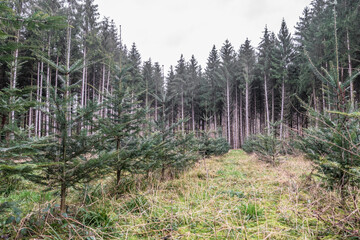 Wiederaufforstung im Nadelwald