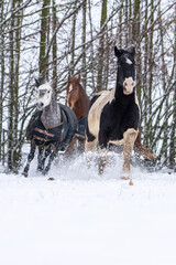 Pferde haben Spaß im Schnee