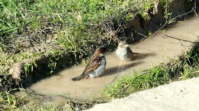 Gorriones lav&aacute;ndose en charco.