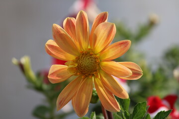 flower of calendula