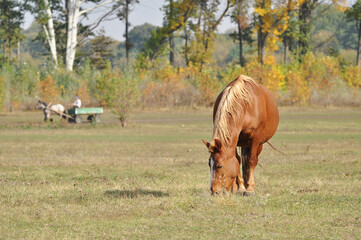 Heavy draft horse grazes on a pasture against the background of the autumn nature