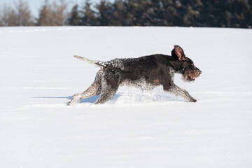 Fototapeta na wymiar The dog jumps high in the snow. Winter walk in the fields with a crazy dog. The winter season is full of snow and frosty air. German wirehaired pointer. Side view.