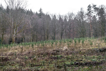 Wiederaufforstung im Nadelwald