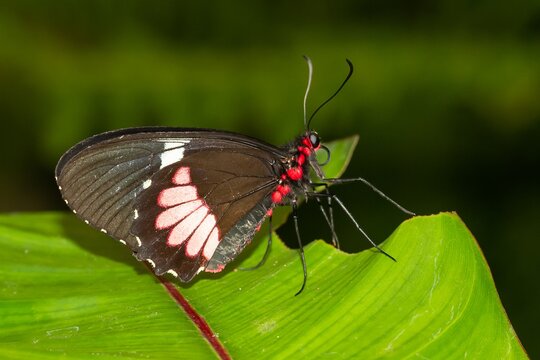 Parides iphidamas, Cattleheart, dark butterfly with pink spots on the green leaf, selective focus
