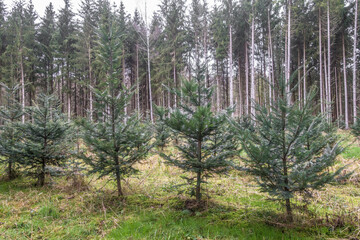Wiederaufforstung im Nadelwald