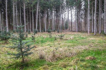Wiederaufforstung im Nadelwald