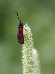 Narrow-bordered Five-spot Burnet butterfly sitting on a straw, side view