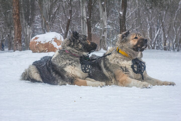 Caucasian Shepherd dog in the park in winter. Two dogs next to each other