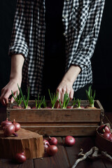 Woman planting bulbs of red onions for spring green sprouts food, house indoor gardening concept, dark moody background, part of the body crop with no face, vertical