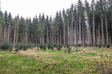 Wiederaufforstung im Nadelwald