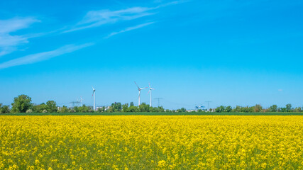 Beautiful farm landscape with rasp yellow at blossom field, wind turbines to produce green energy...