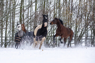 Pferde haben Spaß im Schnee