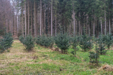Wiederaufforstung im Nadelwald