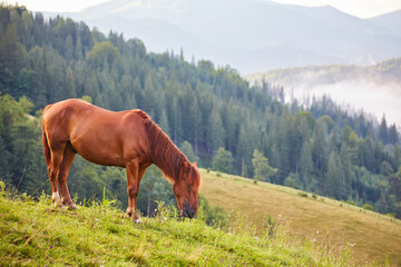 Fototapeta na wymiar Cute horse in the Alps eating grass