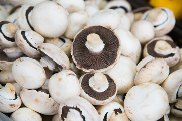 A bunch of white mushrooms