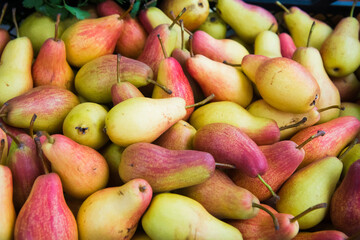 Lots of ripe pears