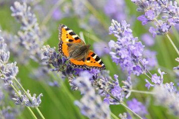 Fototapeta na wymiar Small tortoise shell butterfly sitting on a blue lavender flower