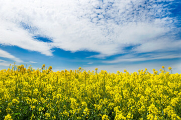 Oilseed rape  blooming in farmland  in countryside under blue sky with cirrus clouds in springtime