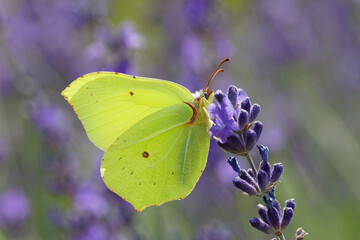 Yellow Brimstone butterfly sitting on a blue lavender flower